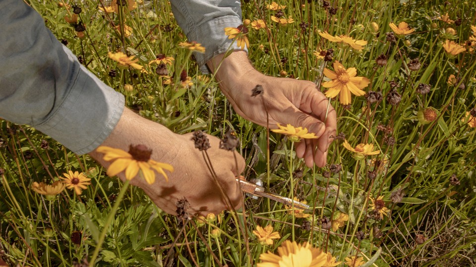 a close-up of hands cutting yellow flowers in a lawn