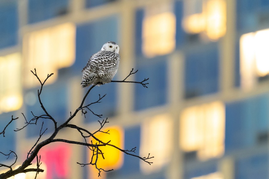 A snowy owl perches on a bare tree limb, with the windows of a large apartment building forming the backdrop.