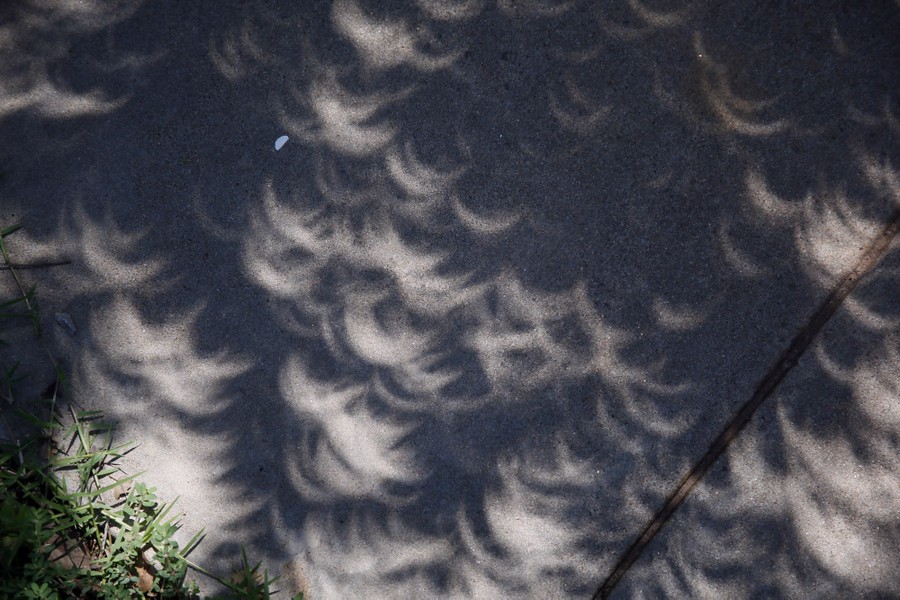 Many small overlapping crescents of light, seen on a sidewalk beneath a tree, miniature images of the partly-eclipsed sun above