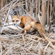 A red fox in a snowy setting