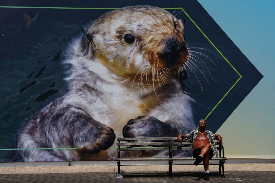 A man sits on a bench in front of a large mural depicting a swimming sea otter.