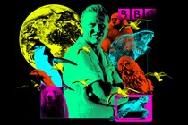 A stylized, green tinted image of David Attenborough, stylized among other neon-colored animals, including an owl, dolphin, and bear. There is a neon yellow Earth in the top left corner, and a neon purple BBC logo in the top right corner.