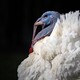 A turkey, seen in profile