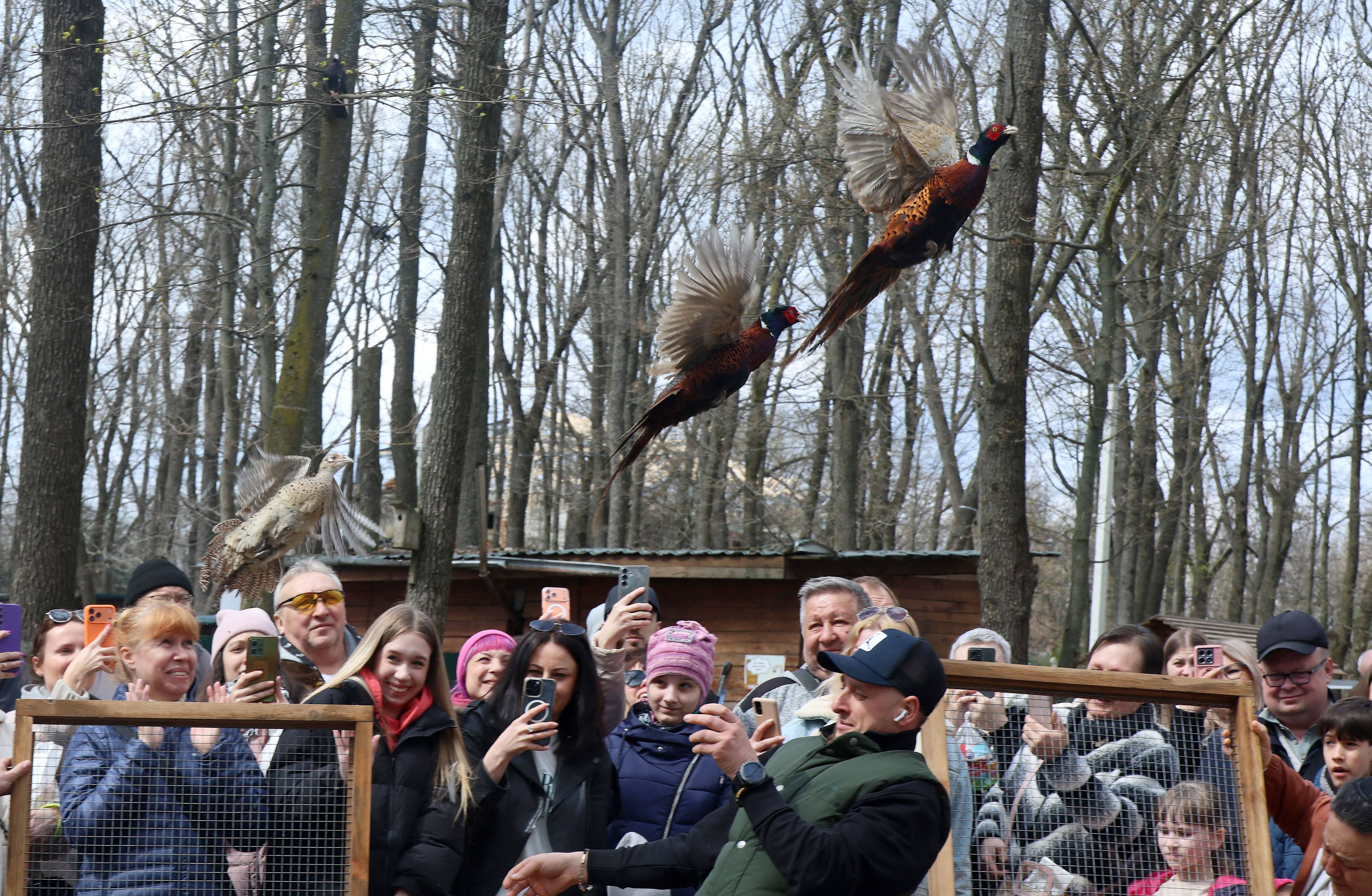 A crowd watches as pheasants fly out of a wooden cage during a release.