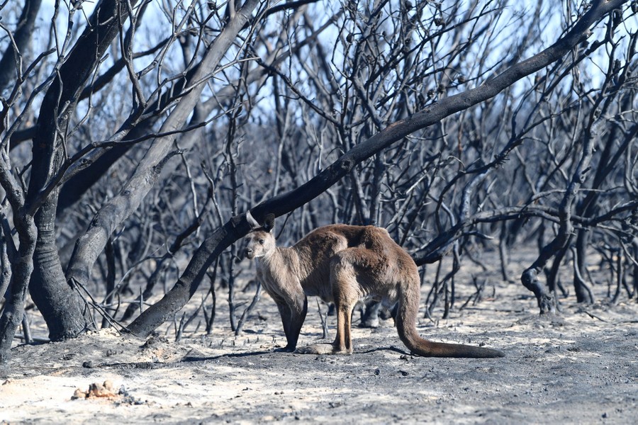 Photos Animals Rescued From Australia S Bushfires The Atlantic