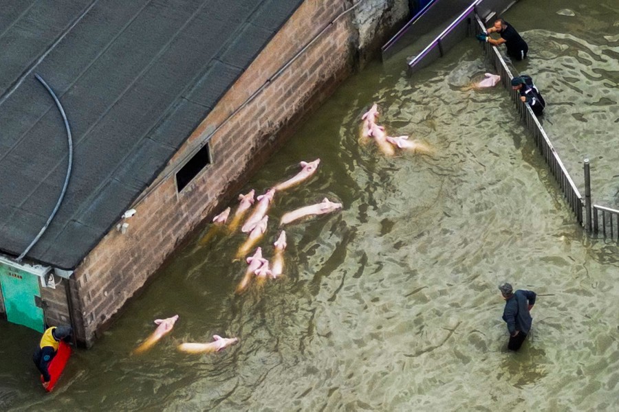 About a dozen pigs swim past a building in thigh-deep floodwater.