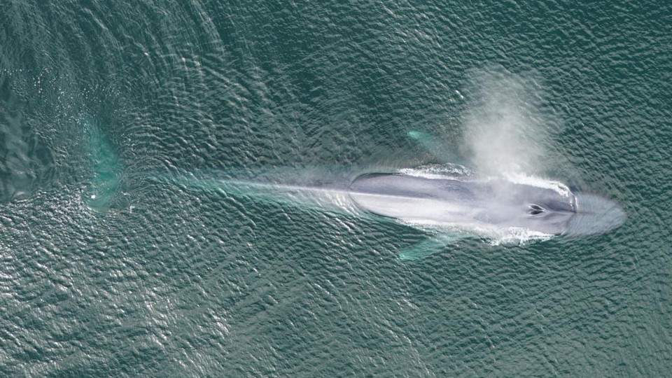 A blue whale migrates in the California Current, USA.