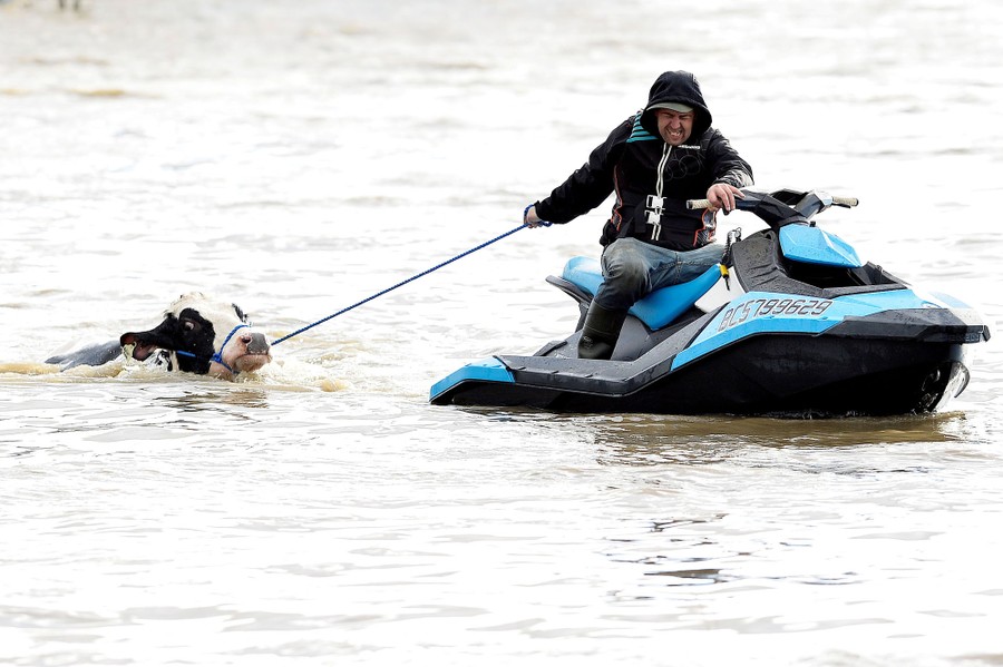 A person on a small watercraft pulls a rope tethered to a cow as it swims through floodwater.