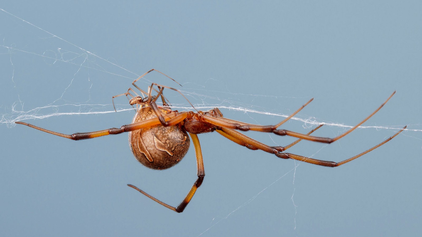 Zijdelings Verenigde Staten van Amerika bagageruimte The Spiders That Choose Death - The Atlantic