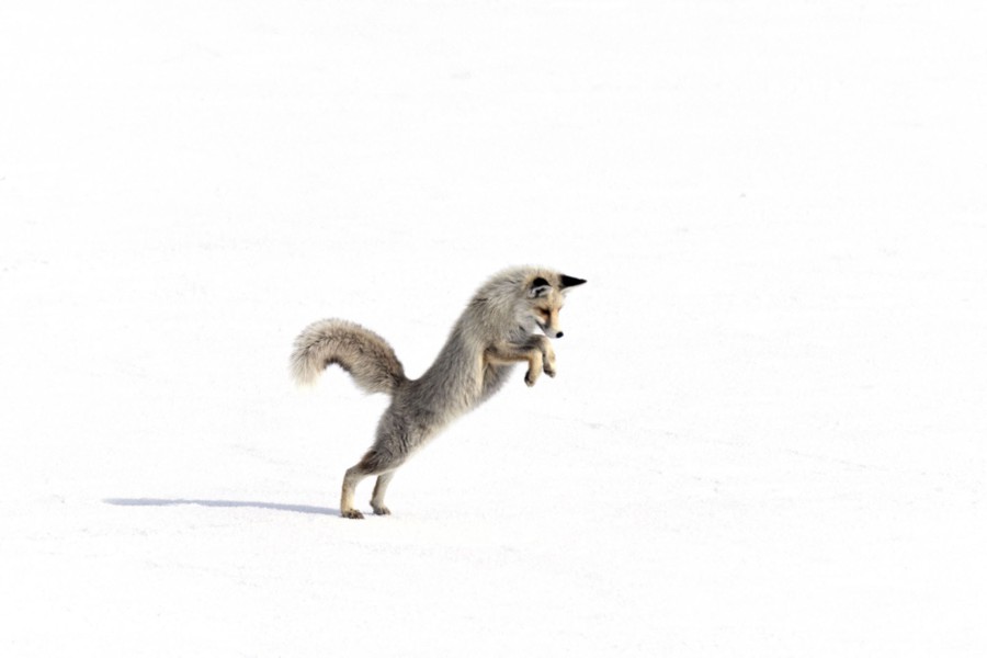 A fox leaps while hunting on a snowy plain.