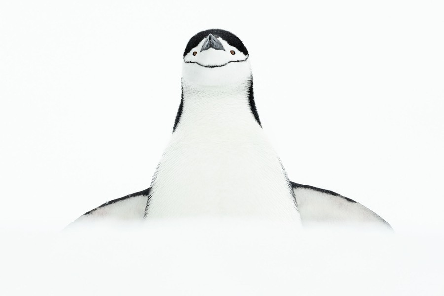 A chinstrap penguin peers at the frame, its face and breast visible above a snowbank.