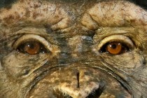 The eyes of a female chimpanzee