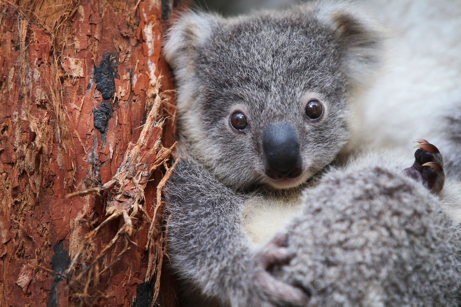 A young koala looks toward the camera.