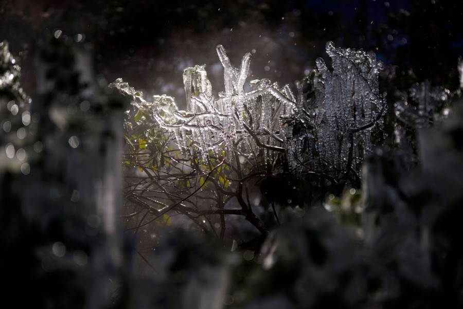 Ice coats the branches of a bush.