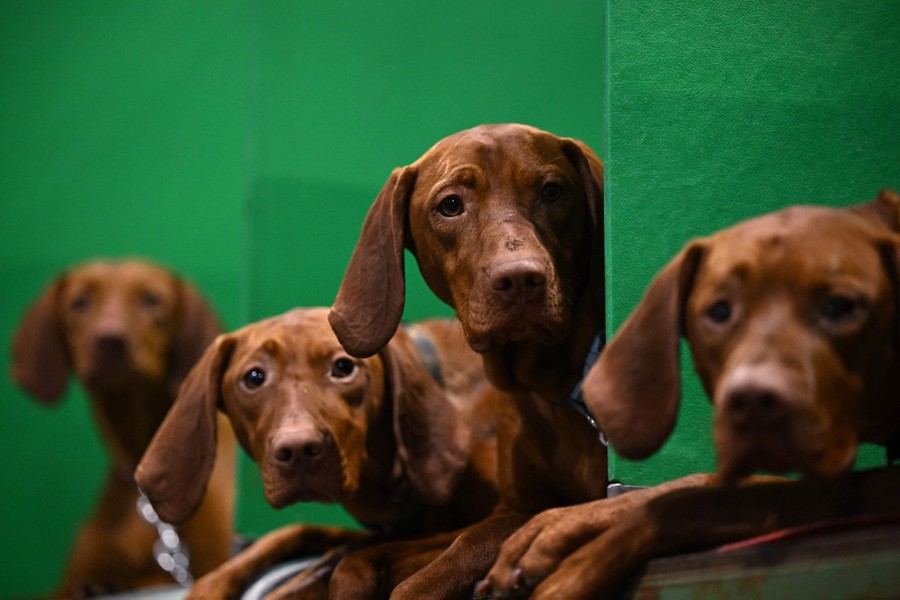 Four dogs rest while looking toward the camera.