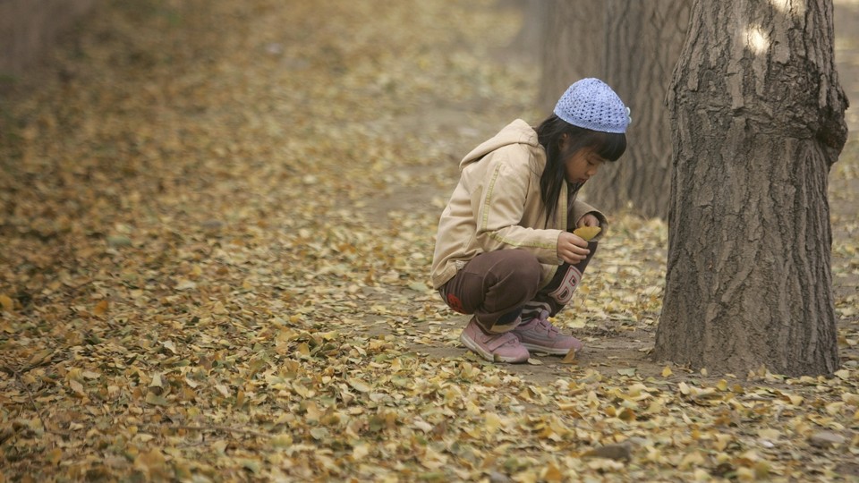 A girl plays in the aftermath of a giant ginkgo dump