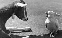 A goat and a cockatiel conversing with each other