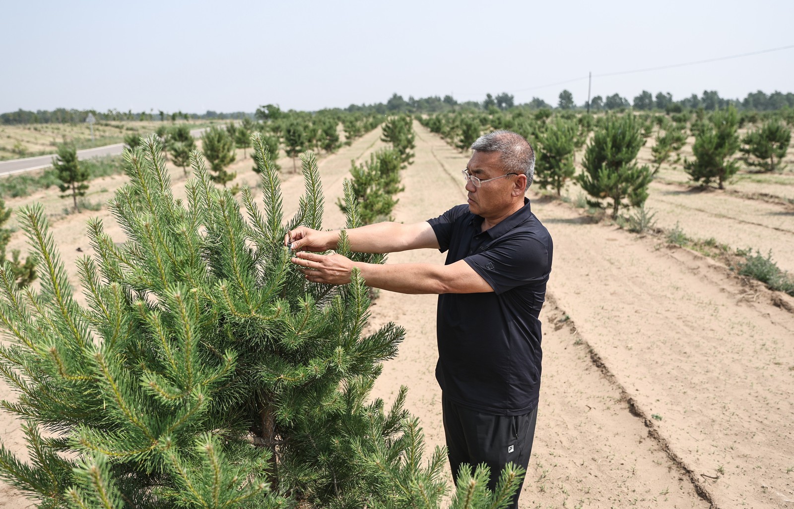 A person checks the growth of a small pine tree planted in a desert.
