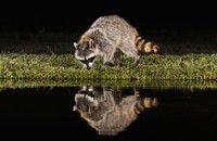 Photo of a raccoon looking at its reflection