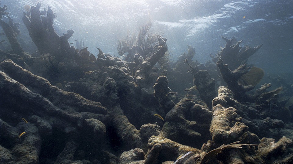 Bleached corals underwater