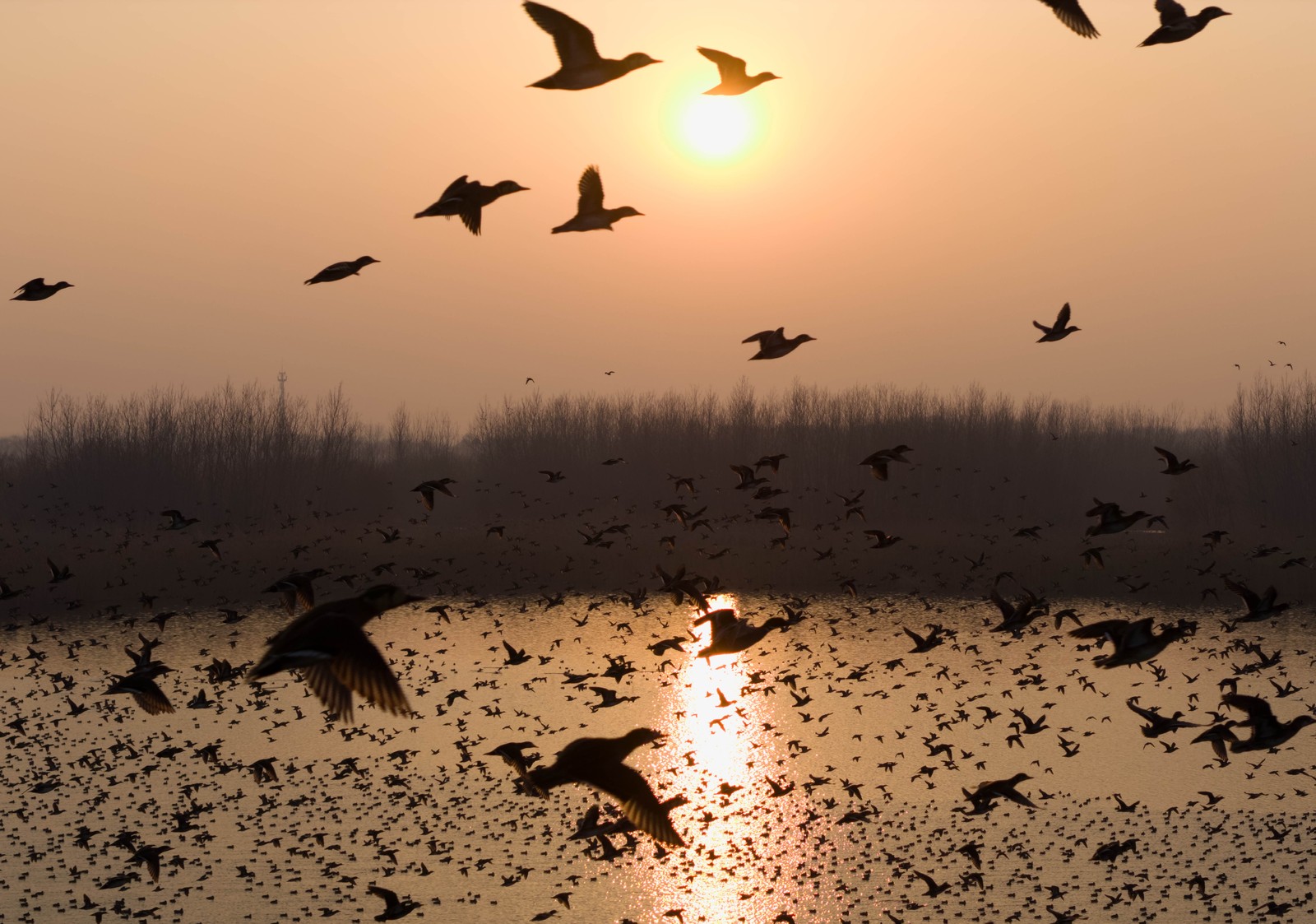 Many birds fly above a wetland area.
