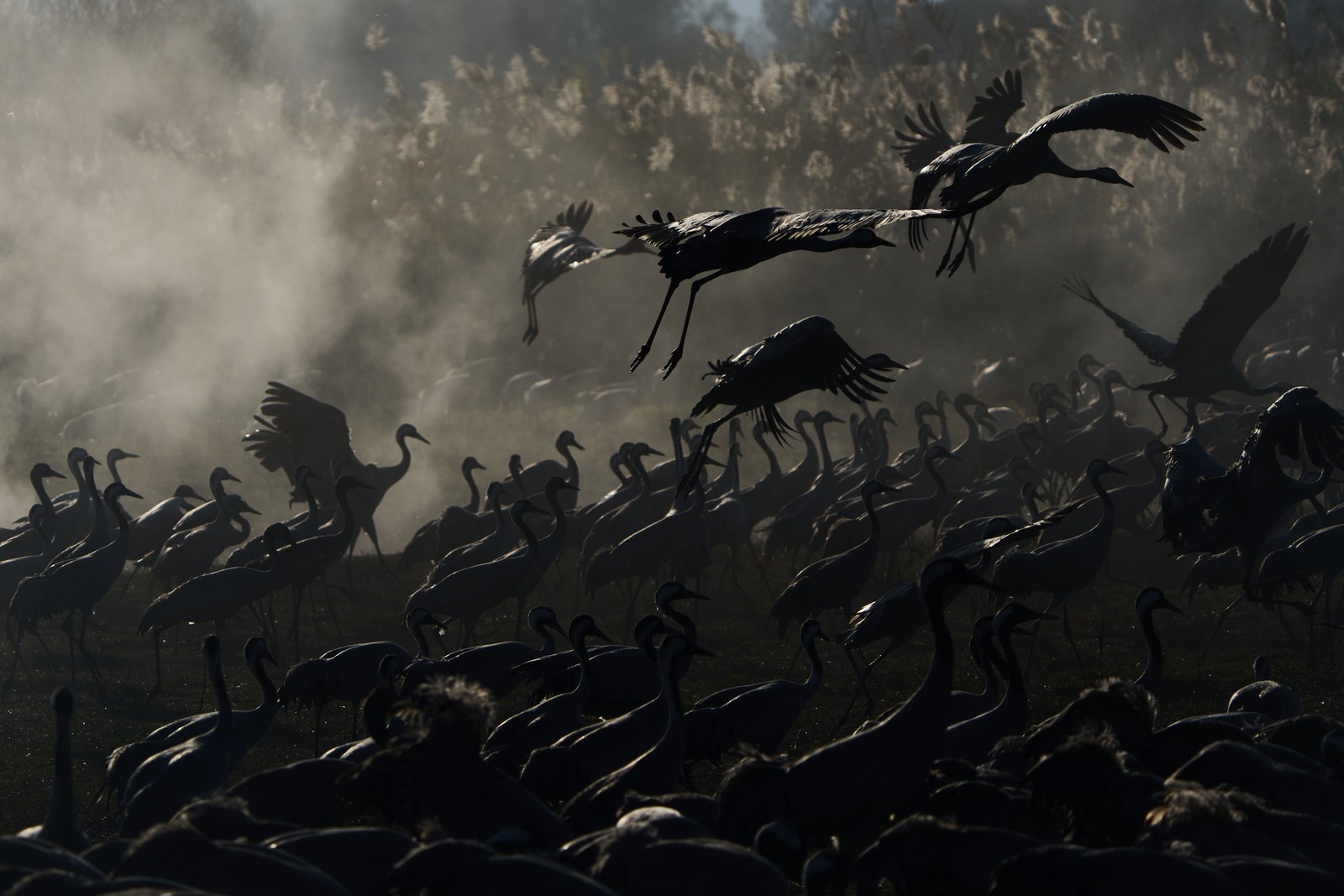 A large flock of cranes, most standing, with a few in flight