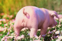 a pig in a field of pink flowers
