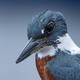 The blue head and back, snowy white neck, and rusty red upper chest of a kingfisher fills the right half of the frame.