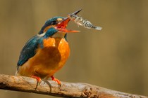 A kingfisher catching a stickleback