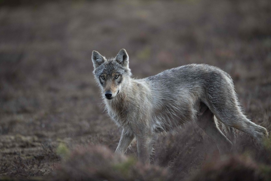 A close view of a wolf