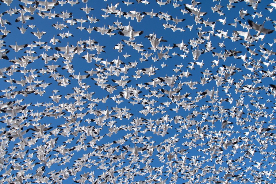Thousands of geese take to the air in unison.
