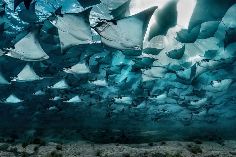 Una vista submarina de un gran grupo de rayas nadando por encima del espectador