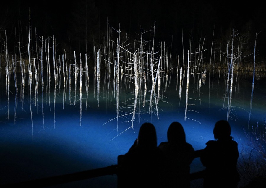 Several people look out over blue-colored water in a pond with a stand of bare white trees in it, lit up at night.