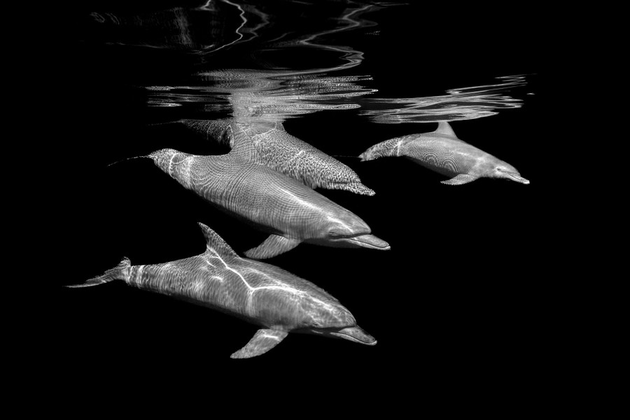 A black-and-white image of four dolphins swimming together just below the ocean's surface, with many lines and shapes across their bodies made by light passing through the rippled water.