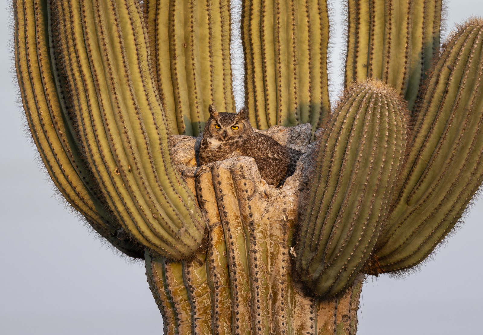 An owl nests in a hollow in a tall cactus.