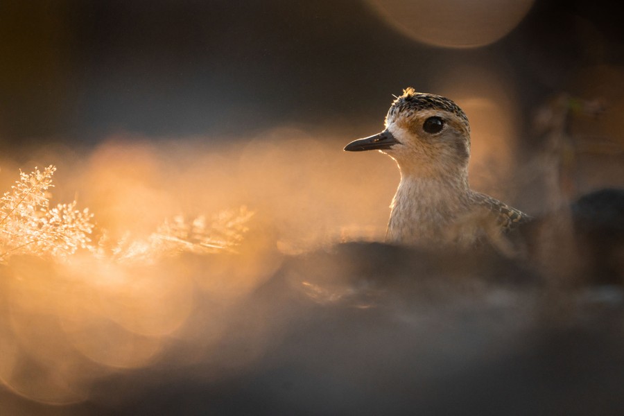 A plover, seen in profile, rests in sand.