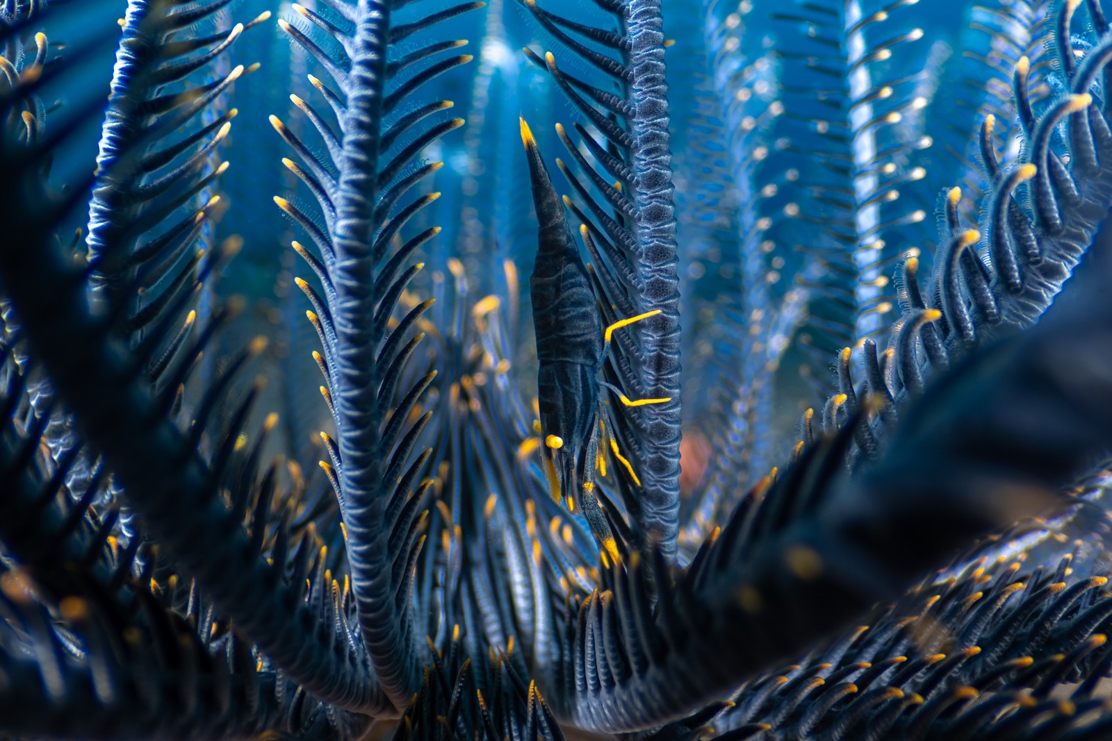 A dark-colored shrimp clings to a feathery bit of sea life.