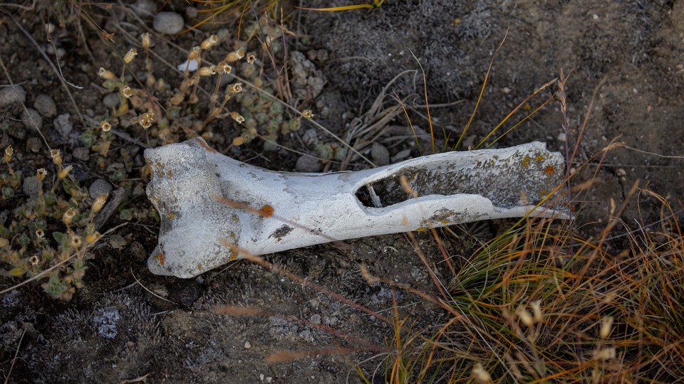 A cracked animal bone in dirt