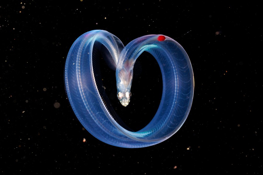 A close view of a small, slightly transparent eel, curled up underwater.