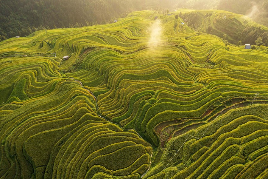 An elevated view of many steplike rice terraces carved into a hillside