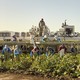 farmworkers pick crops in a field