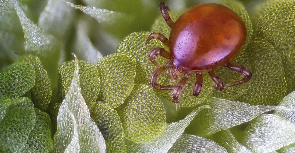 Nikon Small World 2014 - The Atlantic