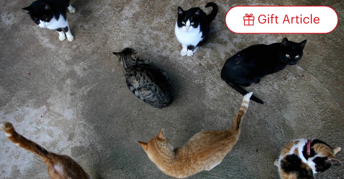 Sterilizing Cats No Surgery Required