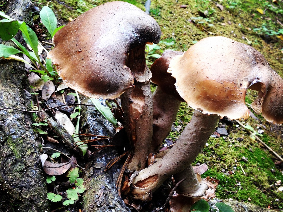 A Few Things To Consider Before Eating Wild Mushrooms The Atlantic