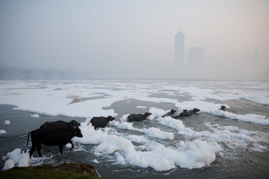 Cows and buffalo wade into a polluted river, through clumps of foam.