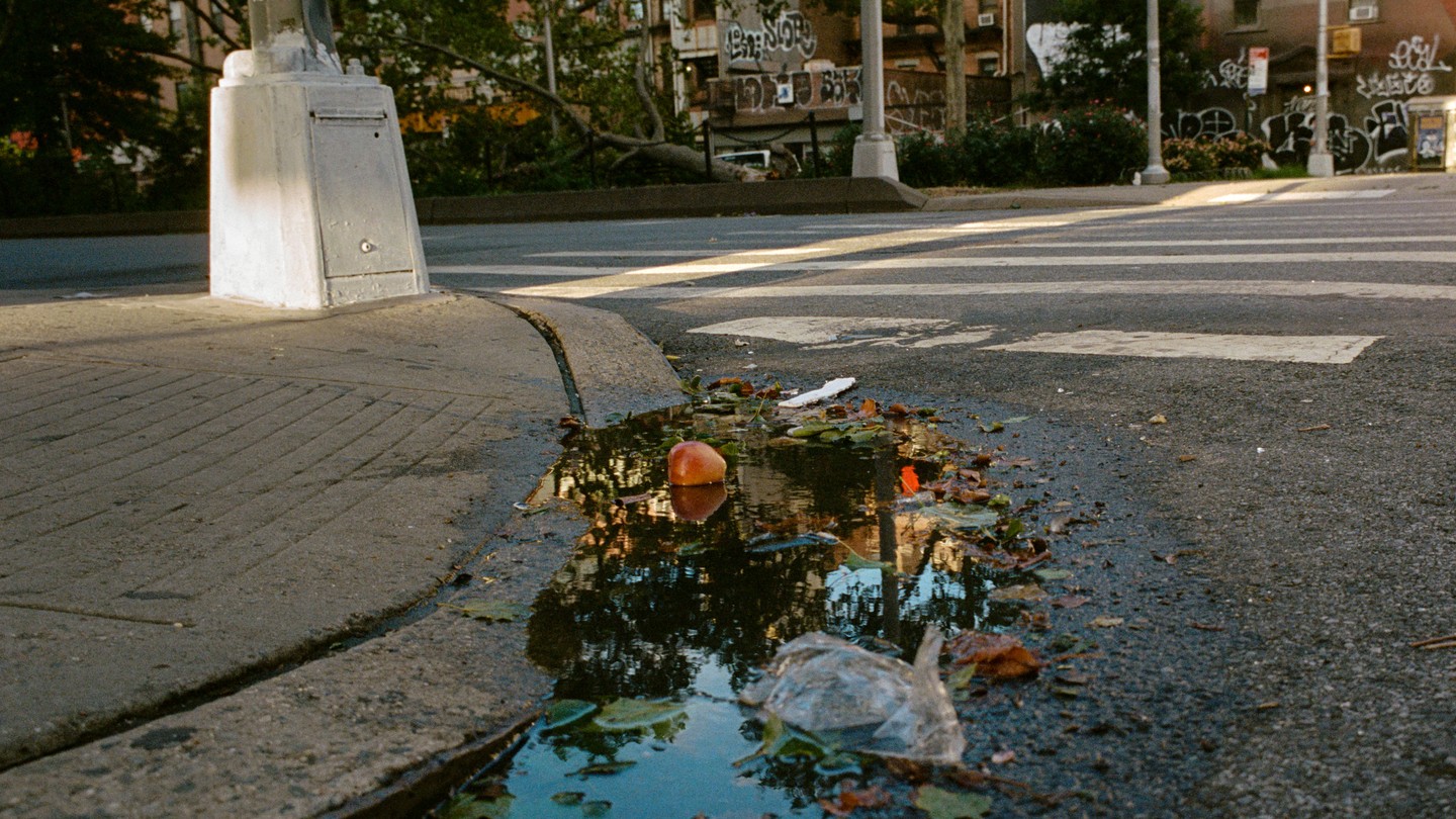 puddle reflecting trees with apple and trash floating