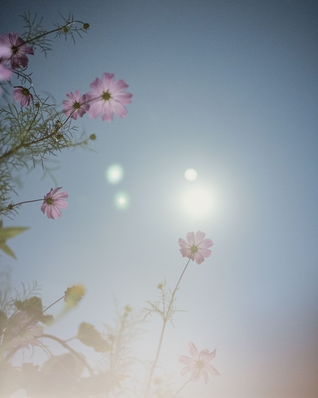 Picture of a flower against the sun