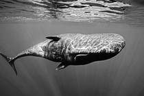 A sperm whale
