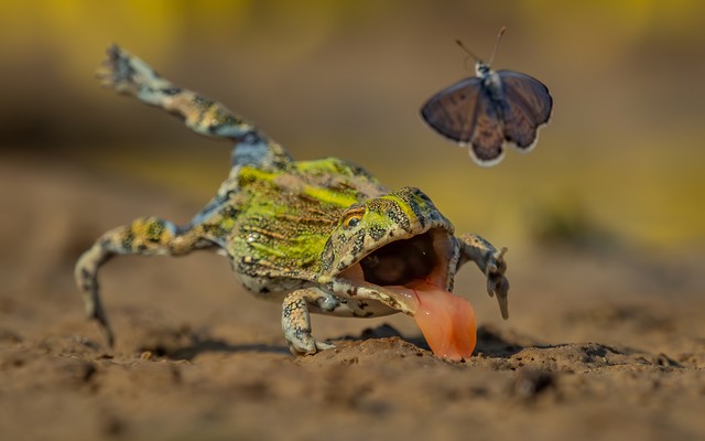 A bullfrog leaps after a moth, missing it, and falling with its mouth open and tongue out.