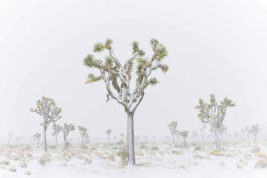 A desert landscape with Joshua trees covered in a dusting of snow